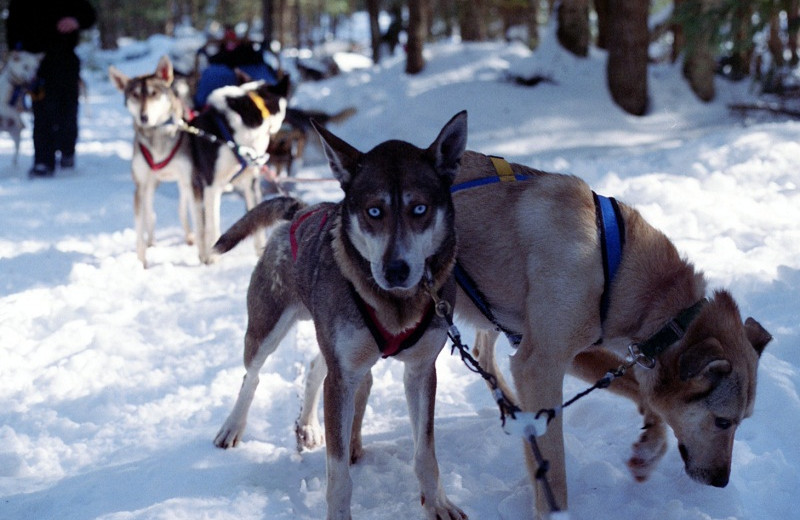 Dogs at Algonquin Eco-Lodge.