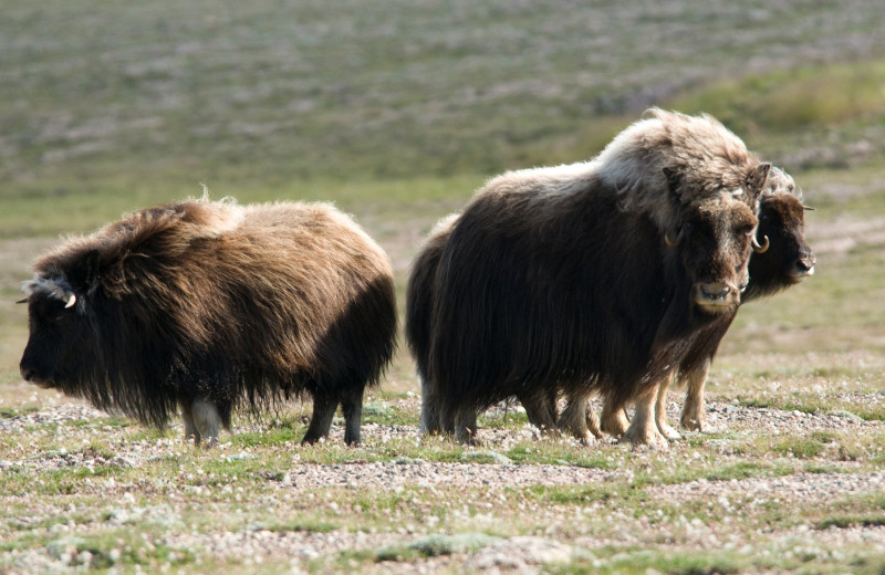 Musk ox at Plummer's Arctic Fishing Lodges.