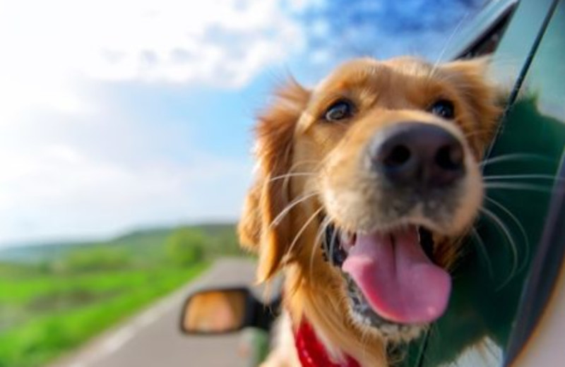 Pets welcome at The Resort at Port Ludlow.