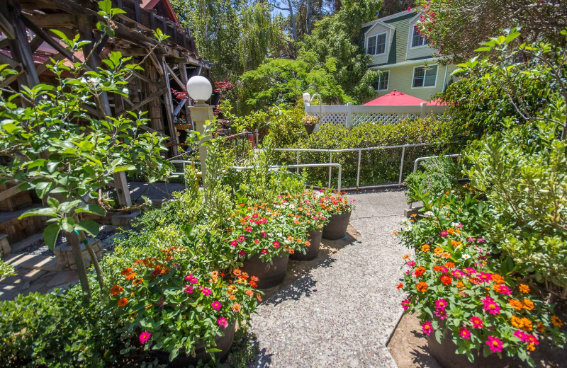 Garden at Apple Farm.