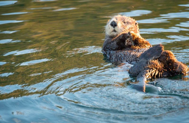 Otter at Nootka Marine Adventures.