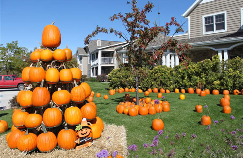 Pumpkin patch at Newport Resort.