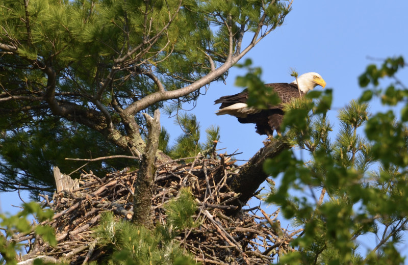 Eagle and nest at Eagle Ridge Resort.