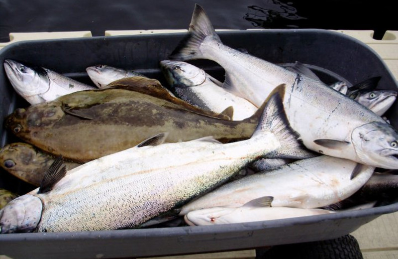 Fish caught at The Fireweed Lodge.