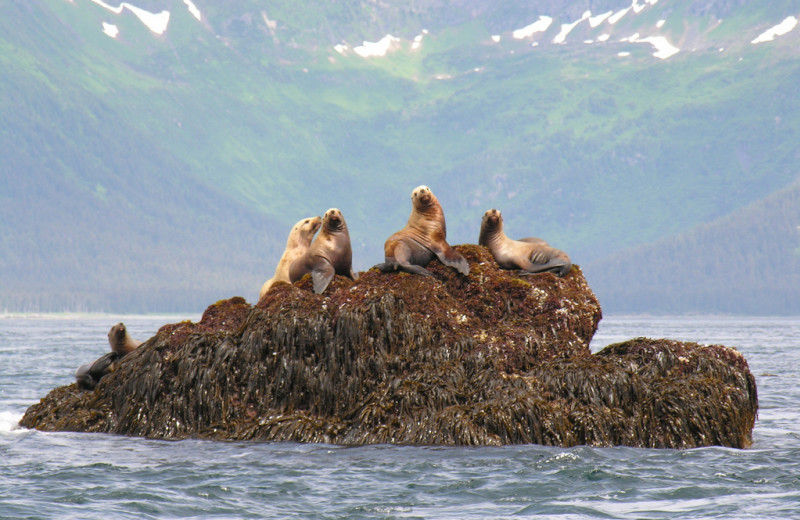 Seals at Deep Creek Fishing Club.