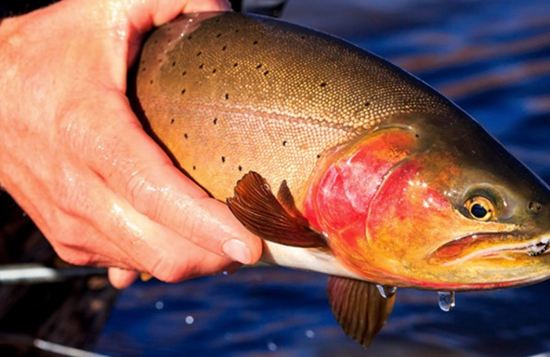 Fishing at Spring Creek Ranch.