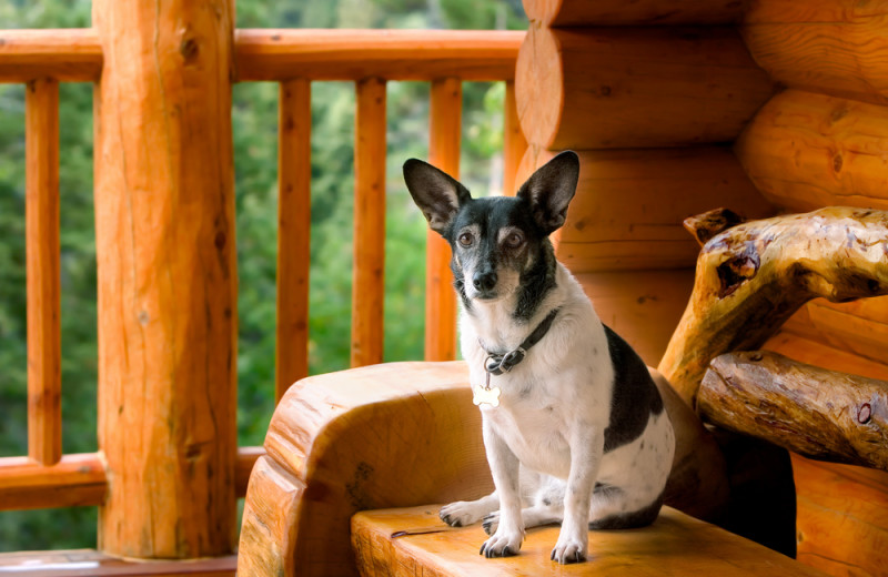 Pets welcome at Lake Forest Luxury Log Cabins.