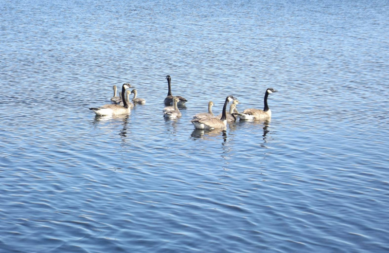 Geese at Driftwood Resort.