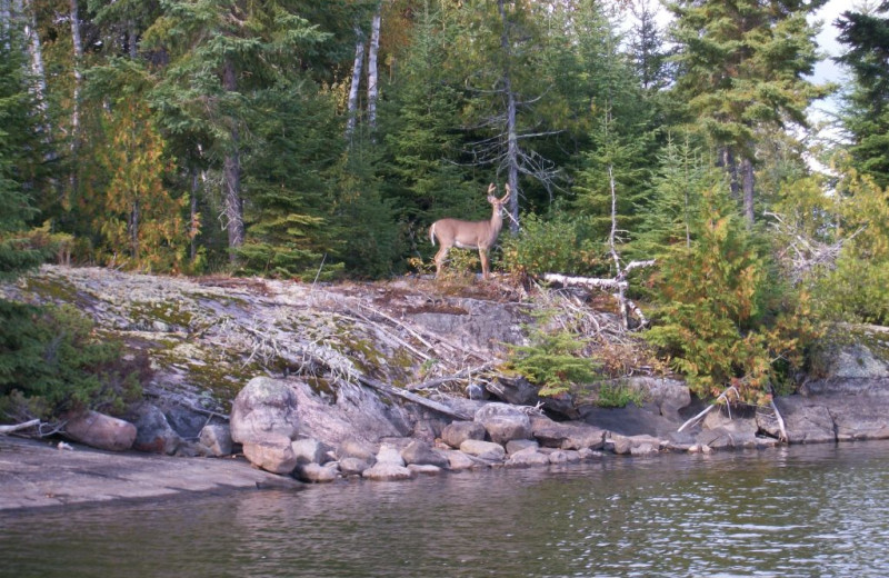 Deer at Rainbow Point Lodge.