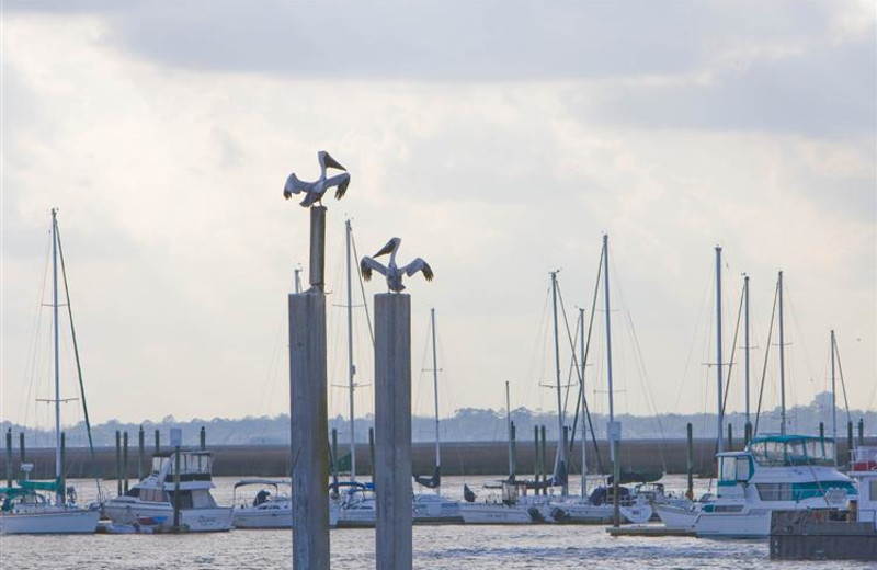 Fishing marina at The King and Prince Beach.