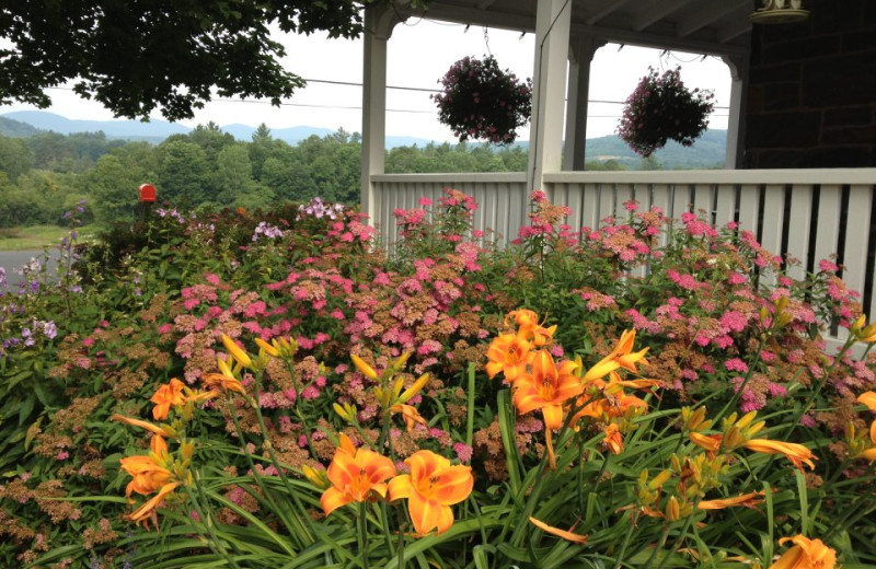 Garden view at Three Stallion Inn.