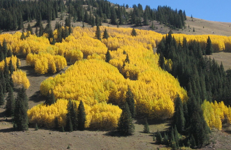 Fall leaves at Georgetown Mountain Inn.