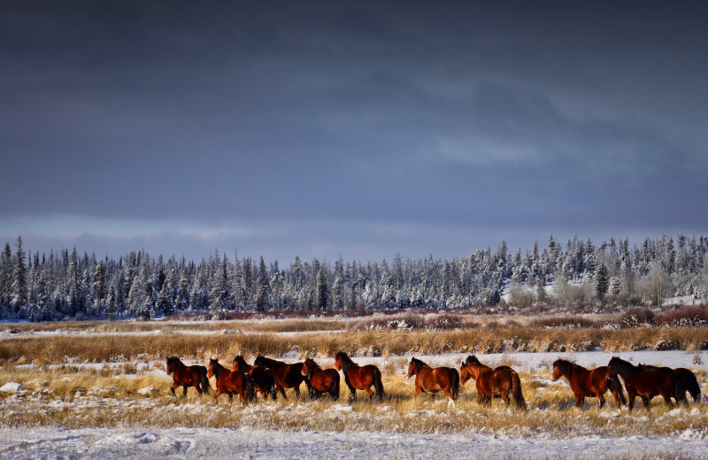 You might see wild horses around Chaunigan  