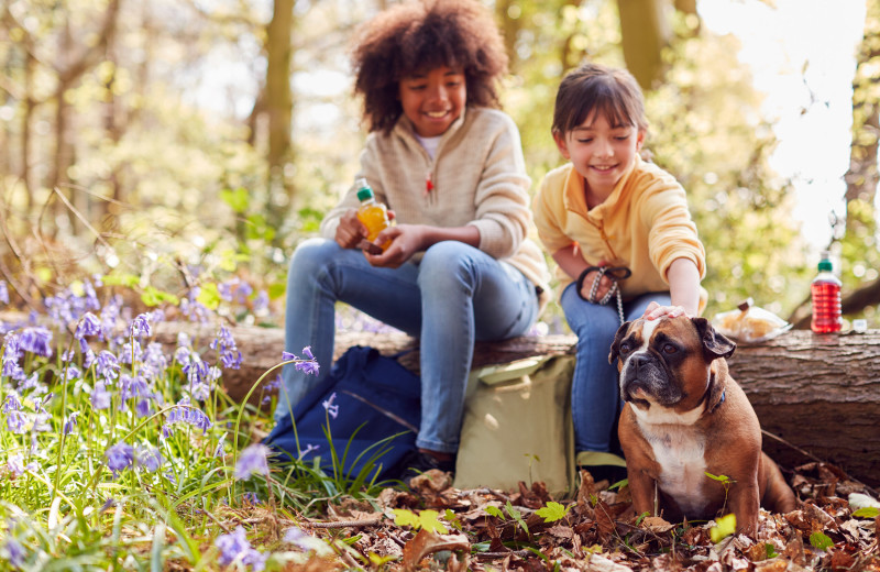 Pets welcome at Sheraton Atlanta Hotel.