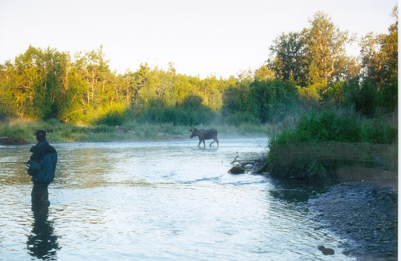 Moose sighting while fishing at Deep Creek Fishing Club.