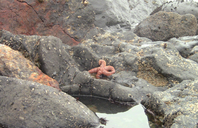 Tide pool at Admiral's Beach Retreat.