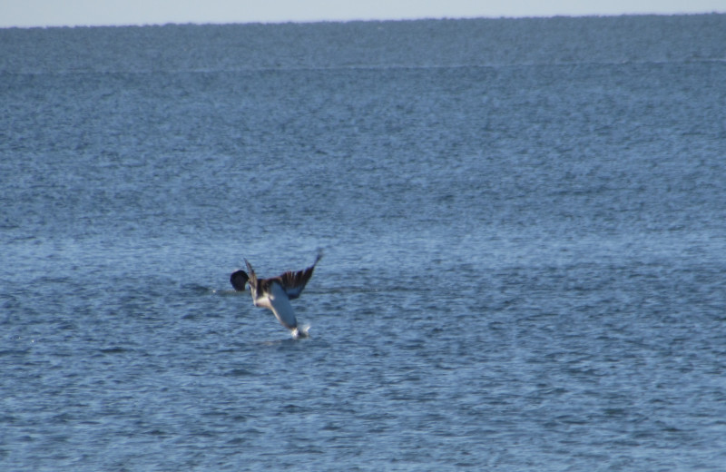 Gulls at Edison Beach House.