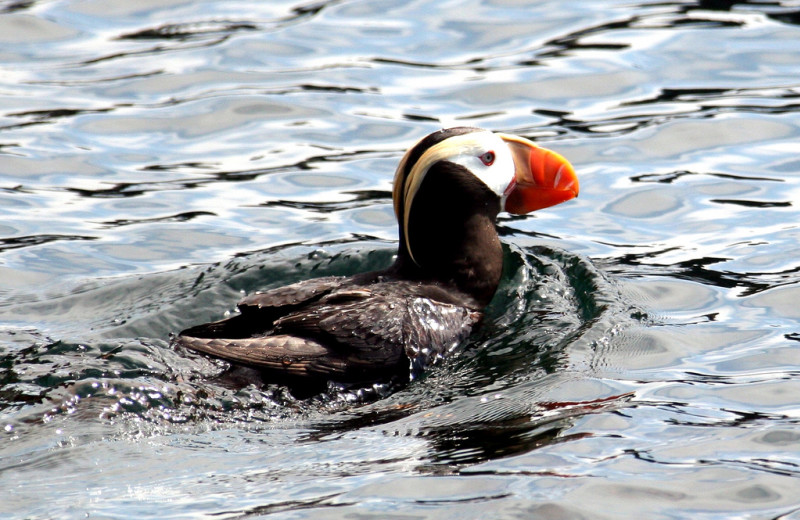 Puffin at Kenai Fjords Glacier Lodge.