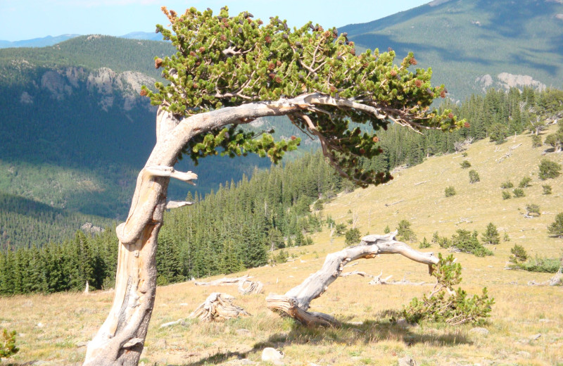 Mountains near Bristlecone Lodge.