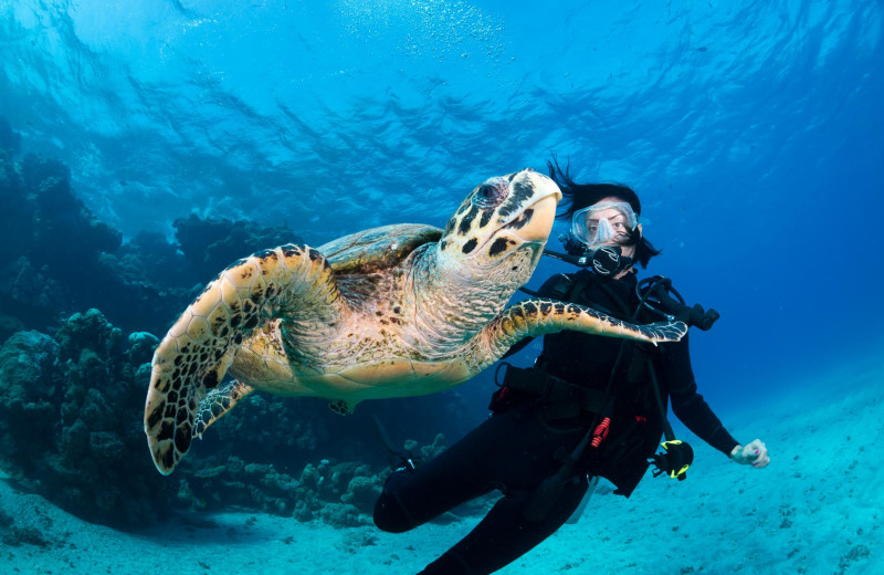 Diving at Amy Slate's Amoray Dive Center and Resort.