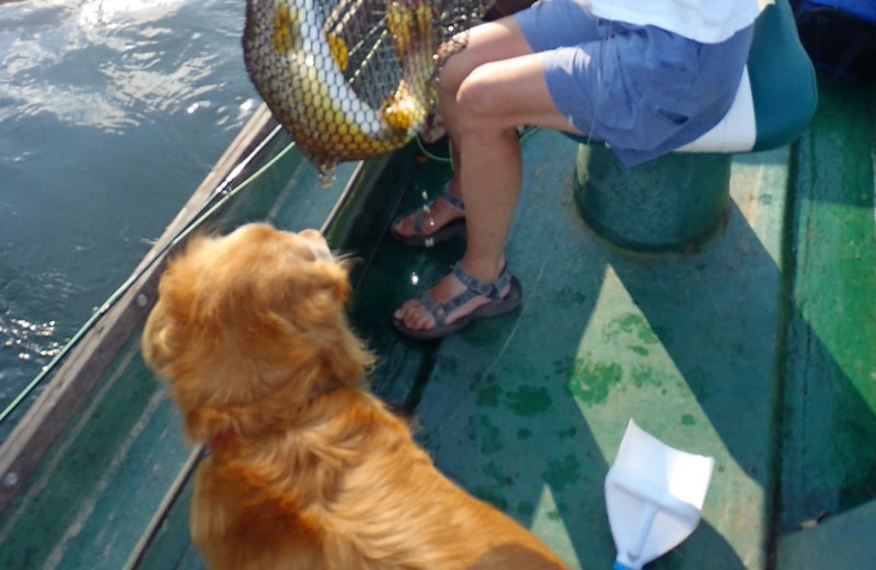 Pets welcome at Fulton's Lodge on the White River.