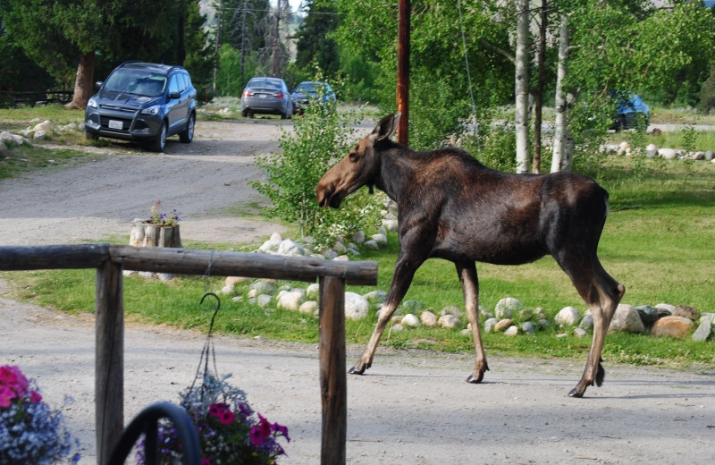 Moose at Medicine Bow Lodge.