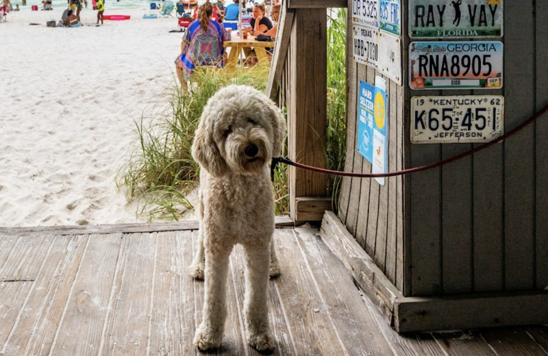 Pets welcome at Seascape Resort 