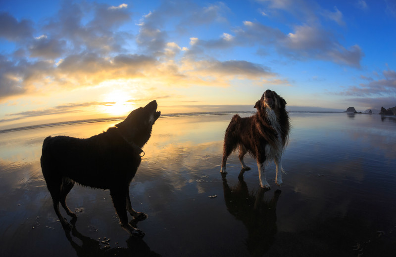 Pets welcome at Shoreline RV Park.