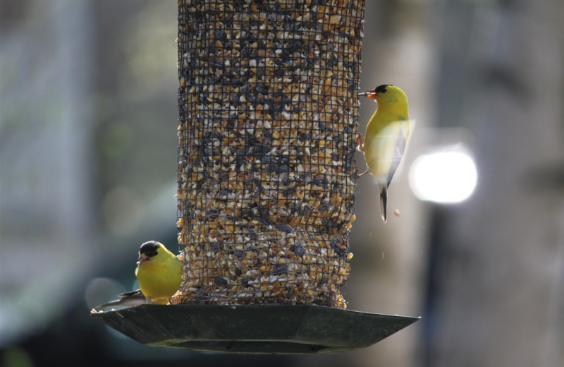 Birds at feeder at Parkwood Lodge.