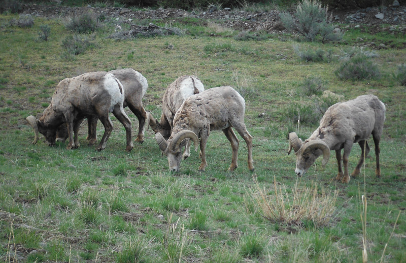 Sheep at Gentry River Ranch.