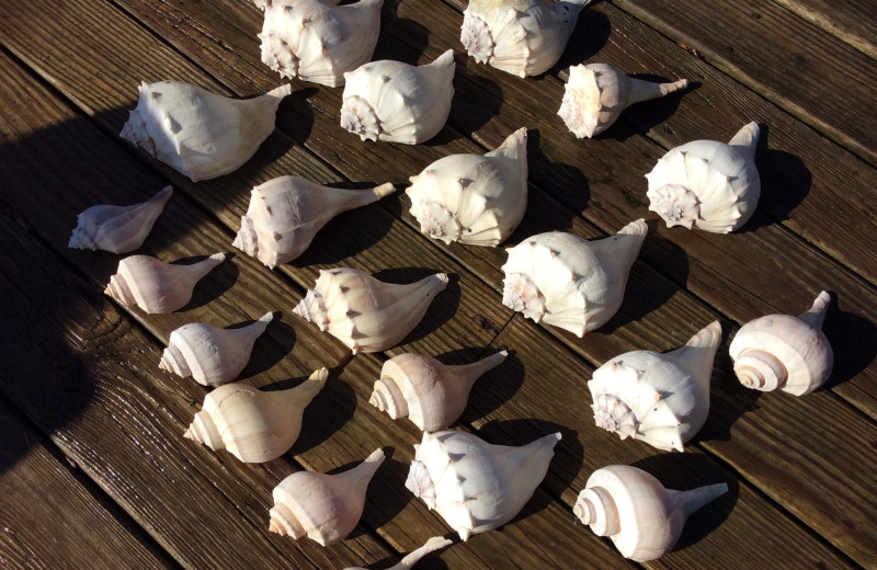 Shells at Realty World - First Coast Realty.