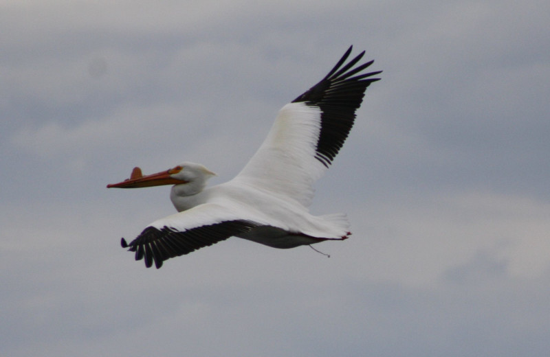 Wildlife at Cyrus Resort.