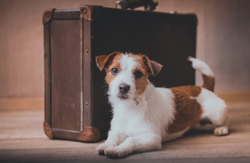 Pets welcome at Oakwood Resort.