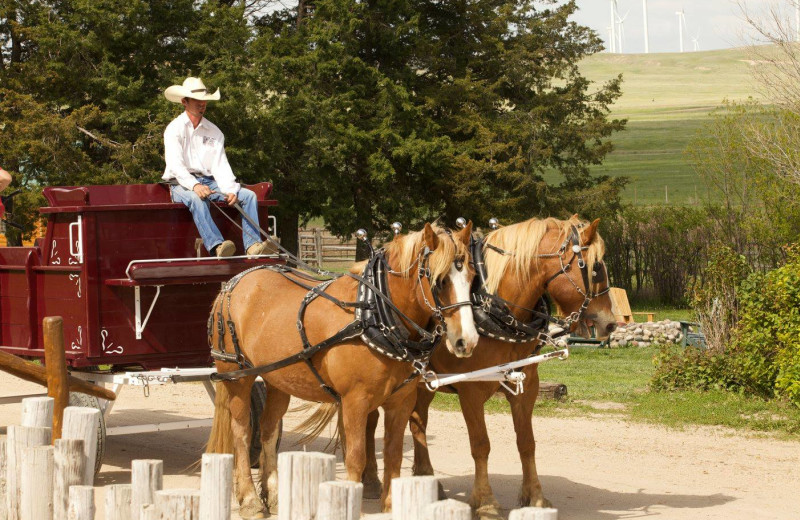 Wagon ride at Colorado Cattle Company Ranch.