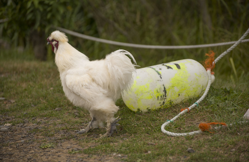 Chickens at Brier Island Lodge and Resort.