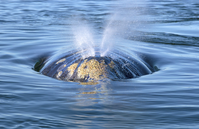 Whale watching at Adobe Resort.