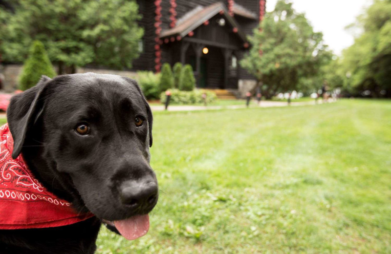 Pets welcome at Fairmont Le Chateau Montebello.