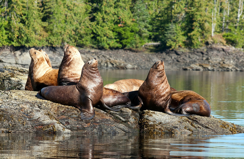 Seals at Yes Bay Lodge.