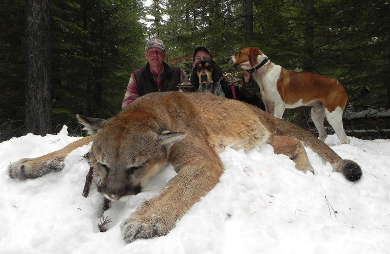 Mountain lion hunting at Silver Spur Outfitters.