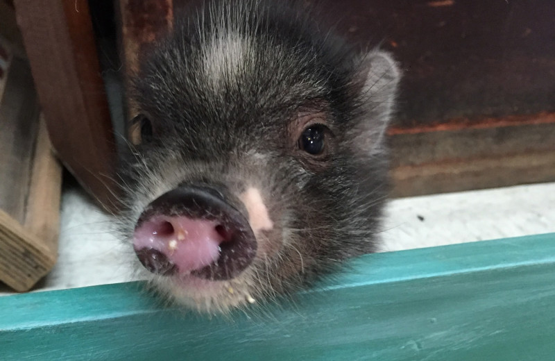 Resident pig at Cliffview Resort.