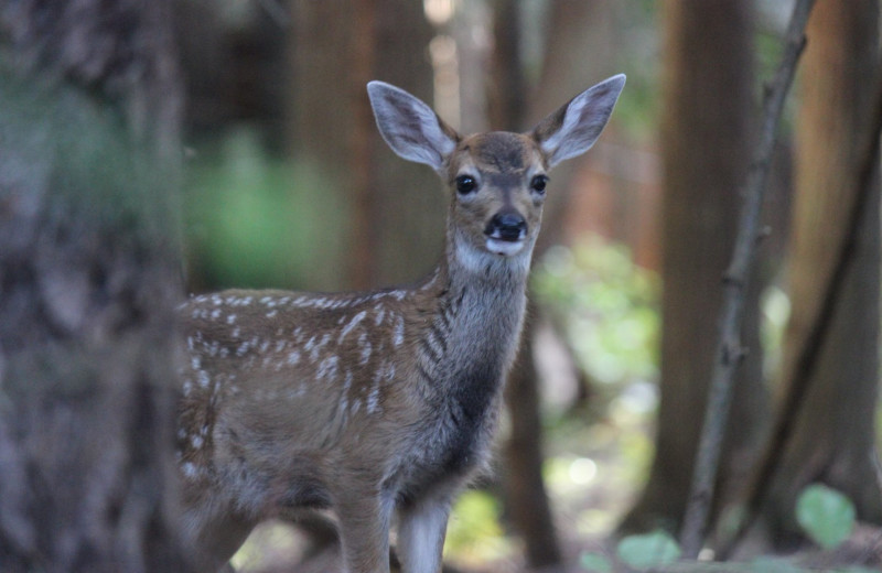 Deer at Blue Vista Resort.