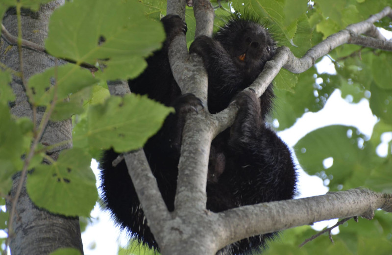 Porcupine at Northern Lights Resort.