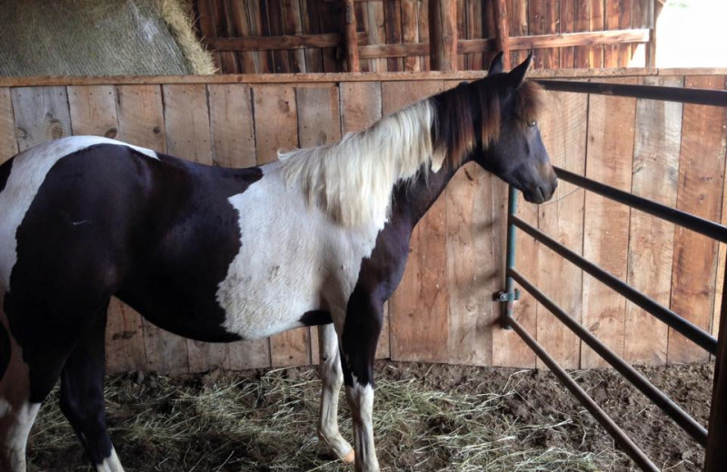 Horse at Ghost Canyon Ranch.