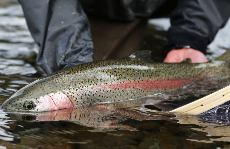 Trout fishing at Alaska's Gold Creek Lodge.