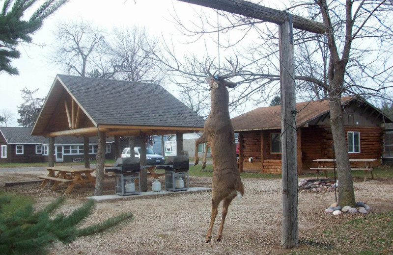 Deer hunting at Ward's Riverside Cabins.