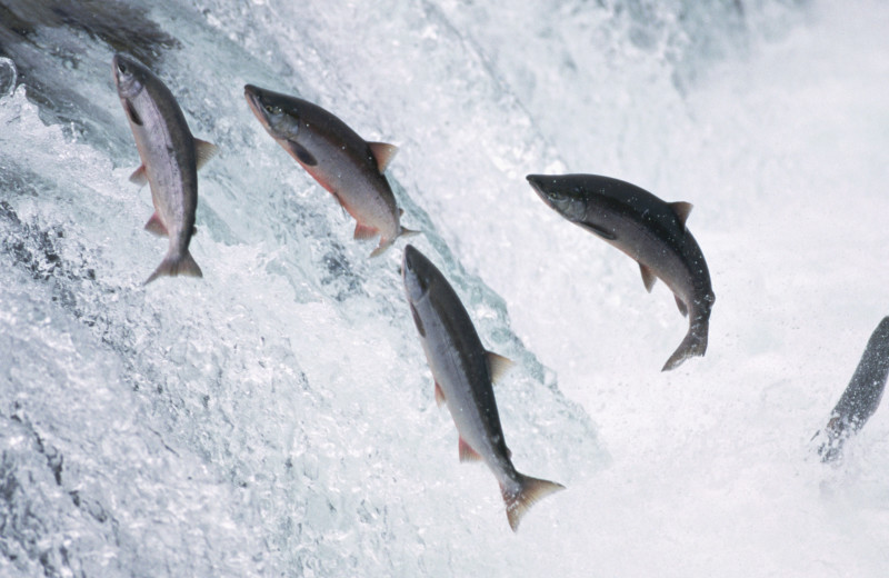 Salmon jumping stream at Salmon Falls Resort.