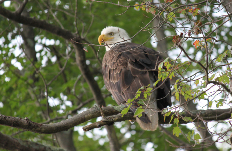 Bald eagle at Central House Family Resort.