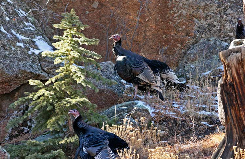 Wild turkeys at Woodlands On Fall River.