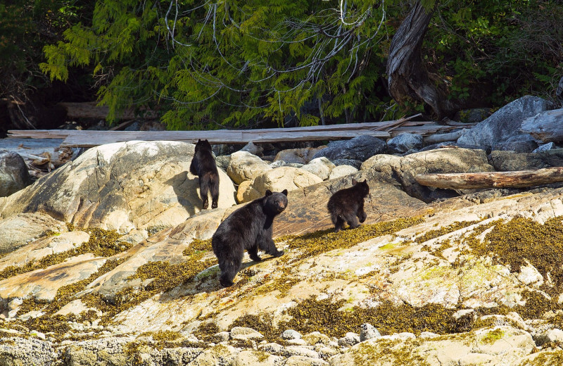 Bears at Nootka Wilderness Lodge.