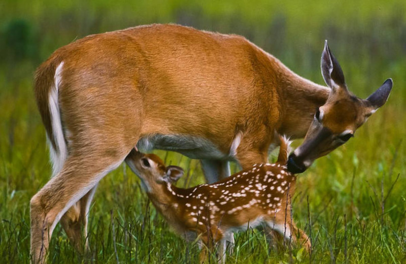 Deer at Big Chief RV Resort.